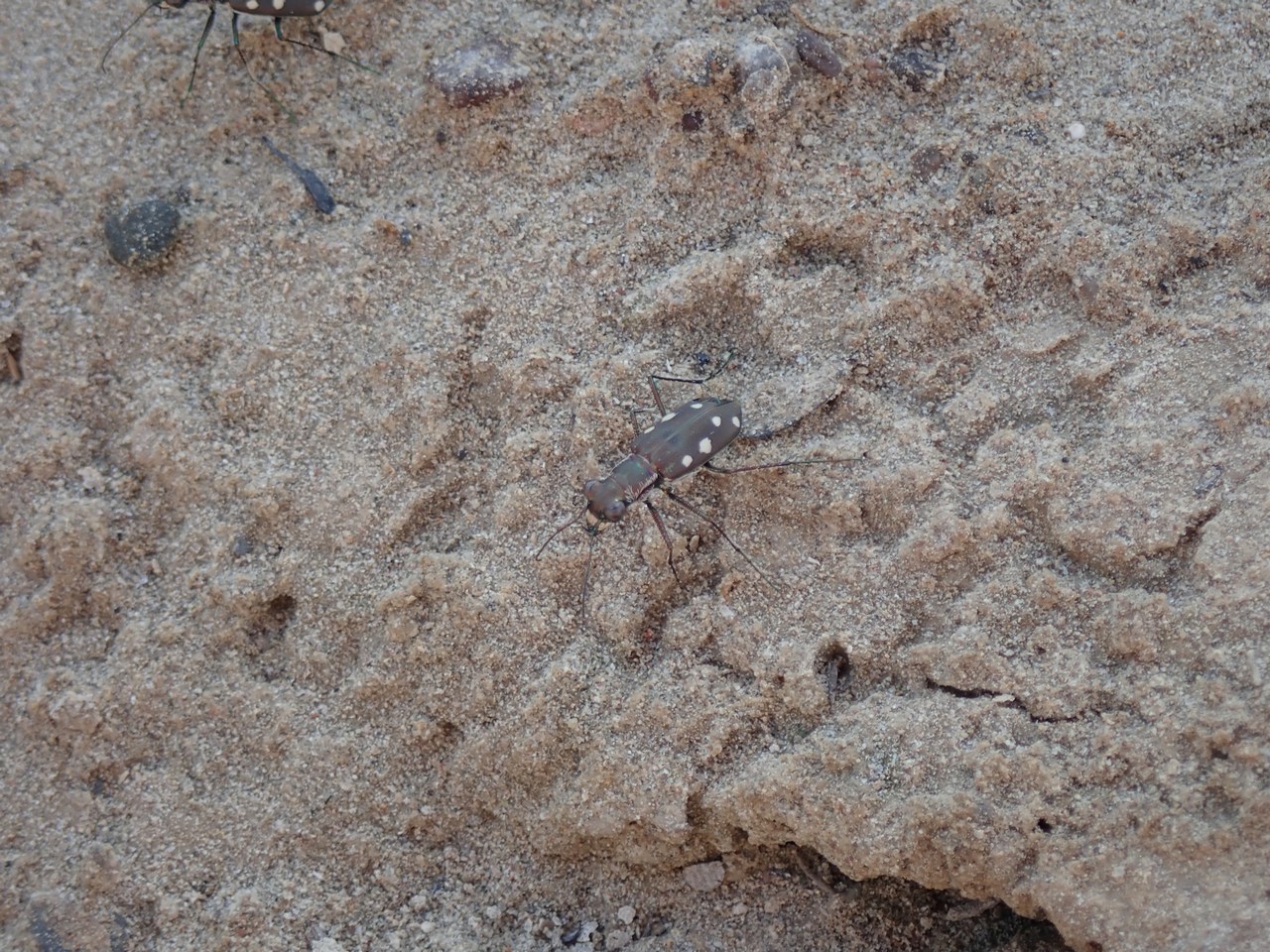 Cicindela ocellata Cicindela ocellata